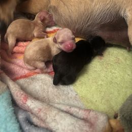 Chihuahua Puppies from Van Ausdoll Kennels