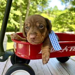 Remington (Remy) AKC - Chocolate and tan male Dachshund puppy in Hendersonville, North Carolina from Snarky Doxy Miniature Dachshunds