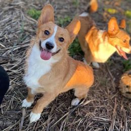 Violet  - Pembroke Welsh Corgi