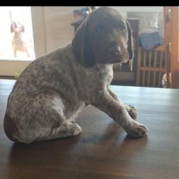 Brown boy - Liver roan male German Shorthaired Pointer puppy in Dahlonega, Georgia from Pointer Mountain Bird Dogs