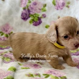 Shaded Cream Dapple Female Longhair - Cream female Dachshund puppy in Cleveland, Tennessee from Kelly's Doxie Farm