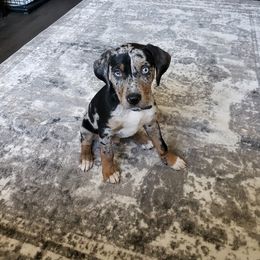 Catahoula Leopard Dog Puppies from ZM Catahoulas