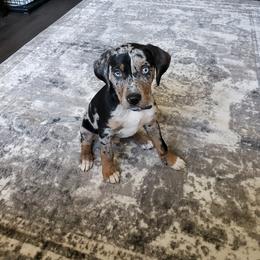 Catahoula Leopard Dog Puppies from ZM Catahoulas