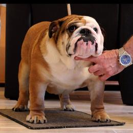 Daphne - Bulldog
