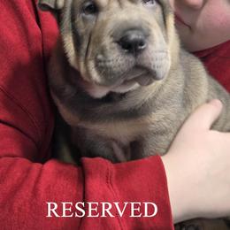 Chinese Shar-Pei Puppies from Melanie's Chinese Shar-Pei