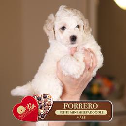 Forrero - Brown and white male Sheepadoodle puppy in Cleveland, Tennessee from Narrow Path Old English & Sheepadoodles