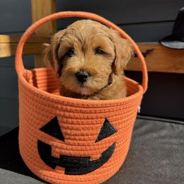Gale - Red  male Goldendoodle puppy in Huntington, Utah from Krispydoodle