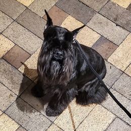 Ucrania - Miniature Schnauzer