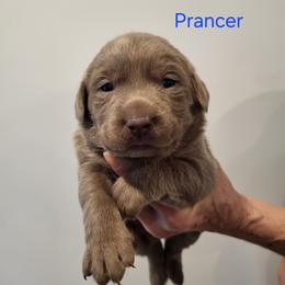 Prancer - Silver female Dilute Retriever puppy in New Providence, Pennsylvania from Southernend Silvers