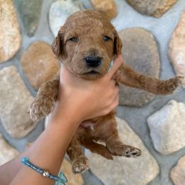 Light Blue - Male - Red  male Goldendoodle puppy in Kent City, Michigan from Hannah Mae Doodles