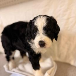 Magnolia - Tri-color female Bernedoodle puppy in Irmo, South Carolina from Palmetto Bernedoodles Boutique