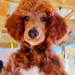 Ainsley - Apricot female Poodle puppy in Greenwich, New York from MizzElle’s Standard Poodles