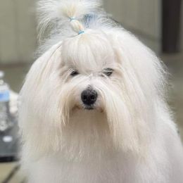 Cotons de Tulear from Young at Heart Cotons