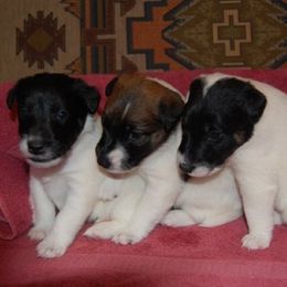 Smooth Fox Terrier Puppies from Tocoa Smooth Fox Terriers