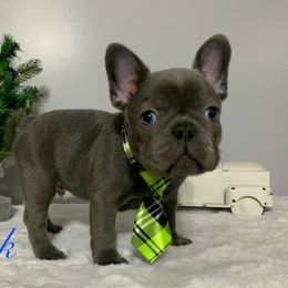 French Bulldog Puppies from Gotts Frenchies