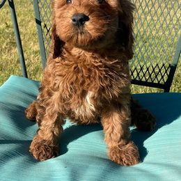 "Sparkler, female, available 6-30-22" Goldendoodle Puppies from OnlyGoldendoodles