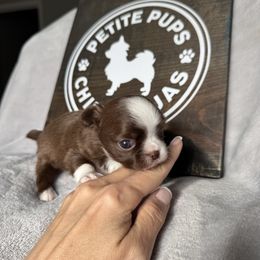 Jack - Chocolate and white male Chihuahua puppy in Dayton, Ohio from Petite Pups
