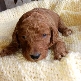 Dalmatian and Poodle Puppies from Reeves Family Standards