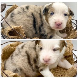 Australian Shepherd Puppies from Soggy Bottom Farms