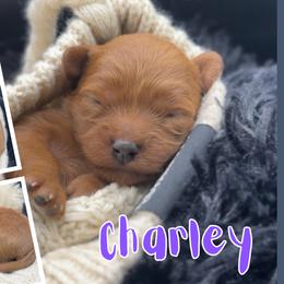 Charley - Red female Cavapoo puppy in El Dorado Springs, Missouri from Cavish's Missouri Cavaliers, Cavapoos, and Miniature Poodles