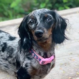 Dachshunds from Ale’s Dachshund Love