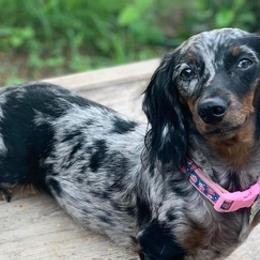 Dachshunds from Ale’s Dachshund Love