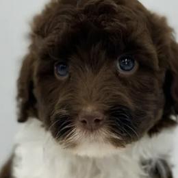 Assorted Doodle Crosses and Poodles from Brandi’s Southern Doodles & Poodles, LLC