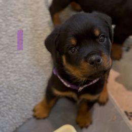 Light purple - Black and mahogany female Rottweiler puppy in Birmingham, Alabama from K&B Rotts