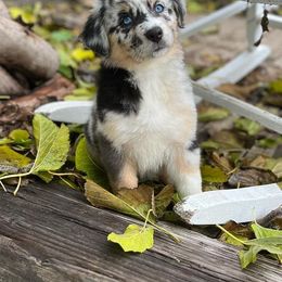 Australian Shepherd Puppies from HCA Aussies