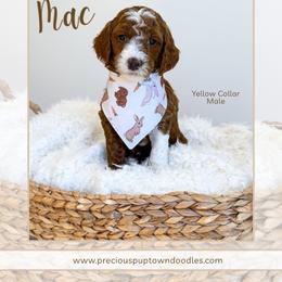 Mac - Red  male Goldendoodle puppy in Bell Buckle, Tennessee from Precious Puptown Doodles