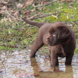 Labrador Retriever Puppies from Ivy Leash Labradors