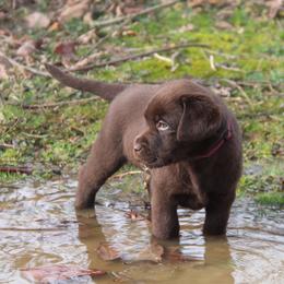 Labrador Retriever Puppies from Ivy Leash Labradors