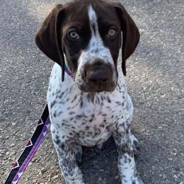 German Shorthaired Pointers from Minado GSPs
