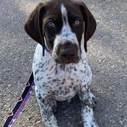 German Shorthaired Pointers from Minado GSPs