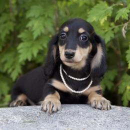 Lydia is 3500dollars - Black and cream female Dachshund puppy in Crystal, Michigan from Mare-bella Dachshunds