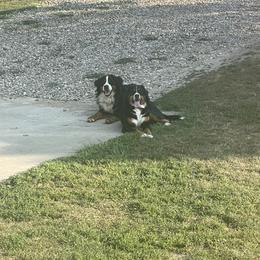 Bernese Mountain Dog All Grown Up from Diamond U Berners