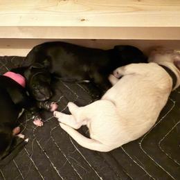 Double Doodle Puppies from Móraí’s Doodles