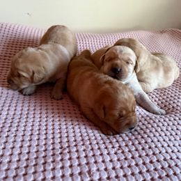 Boy 3 - Yellow male Labrador Retriever puppy in Ranchita, California from Pacific Crest Labradors