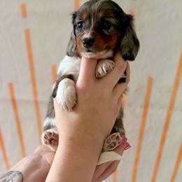 Daphne - Dapple female Dachshund puppy in Westport, Kentucky from Lonestar Creek Farm