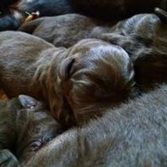 Labrador Retriever Puppies from Balewater Labradors