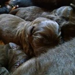 Labrador Retriever Puppies from Balewater Labradors