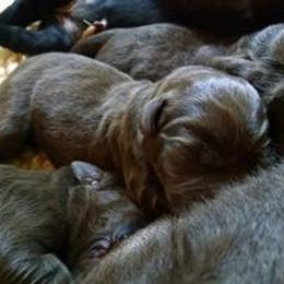 Labrador Retriever Puppies from Balewater Labradors