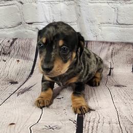 Lucky - Dapple male Dachshund puppy in Anaconda, Montana from Williams Family Dachshunds