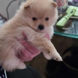 Pomeranian Puppies from Merri's Pom's