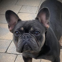 Charlie - French Bulldog
