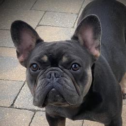 Charlie - French Bulldog