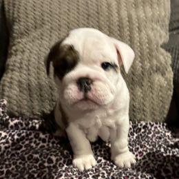 Whopper - Red brindle and white Bulldog puppy in Richland Township, Arkansas from Ozark Bulldogs
