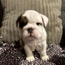 Whopper - Red brindle and white Bulldog puppy in Richland Township, Arkansas from Ozark Bulldogs