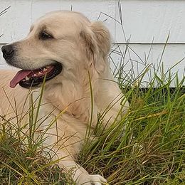 Golden Retrievers from Bokamo Goldens