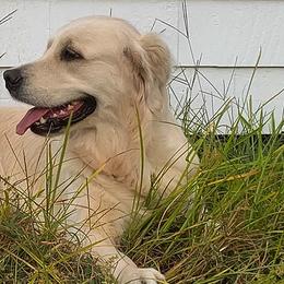 Golden Retrievers from Bokamo Goldens